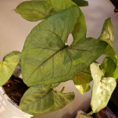 Syngonium podophyllum 'Berry Allusion'