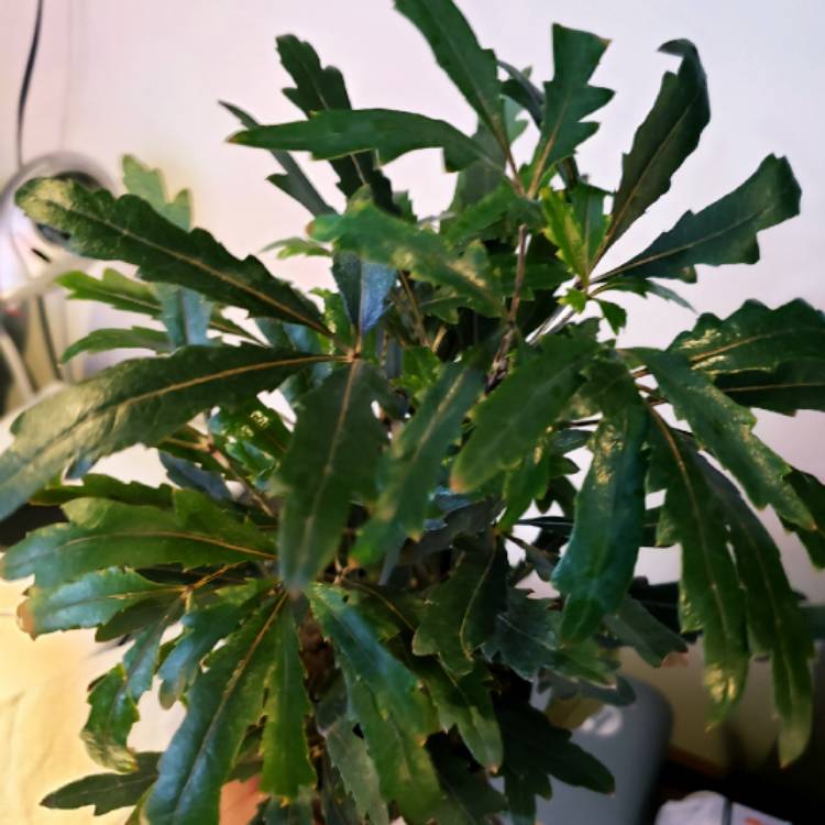 Plant image Schefflera elegantissima 'Galaxy' syn. Dizygotheca elegantissima 'Galaxy'