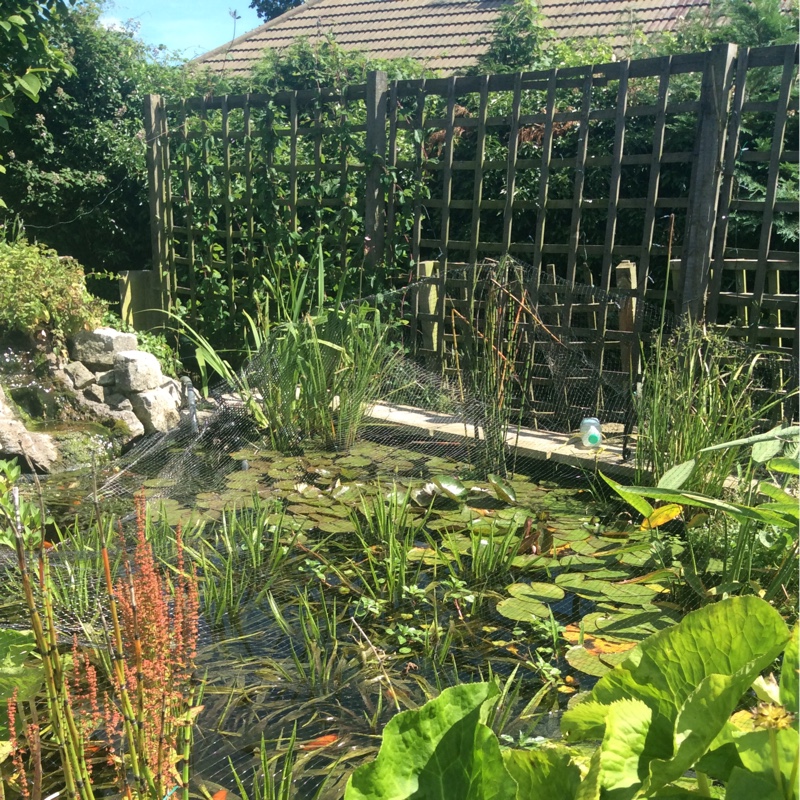 June's garden