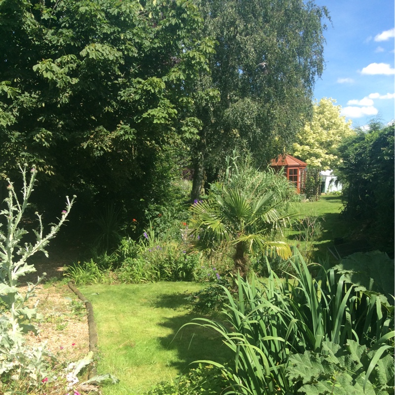 June's garden
