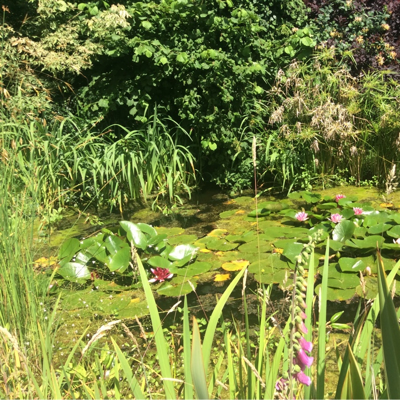 June's garden