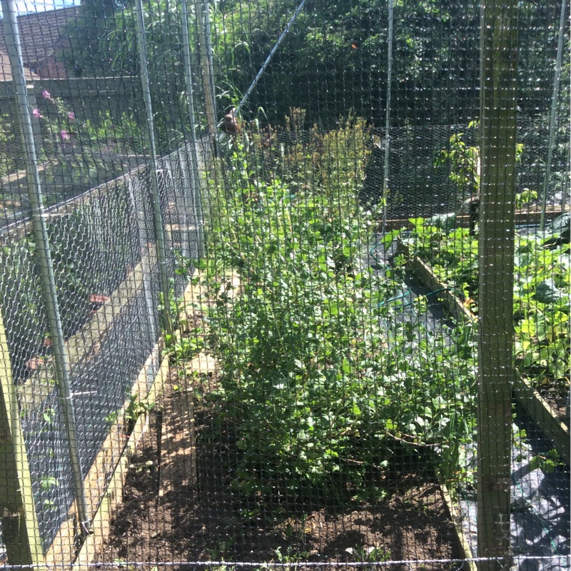 June's garden