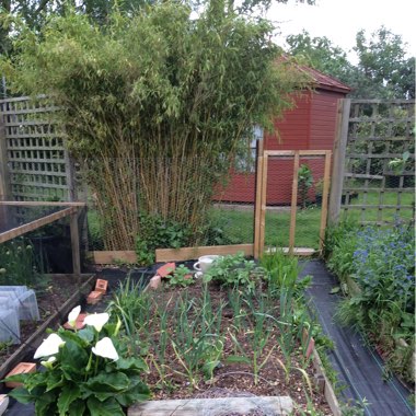 Leek 'Musselburgh'