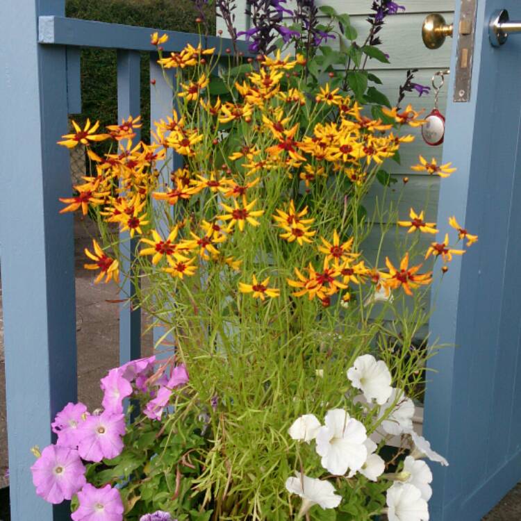 plant image 208288