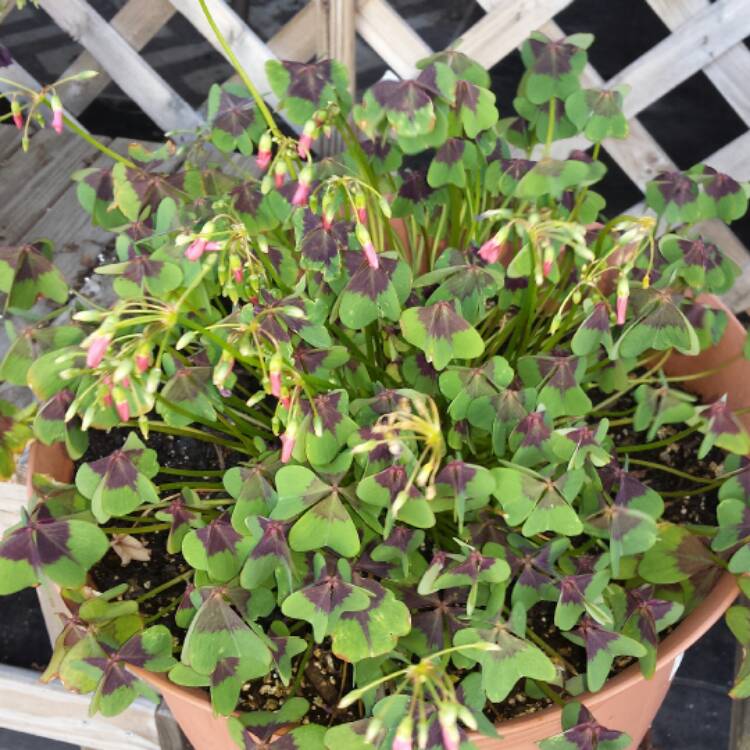 Plant image Oxalis articulata 'Festival'