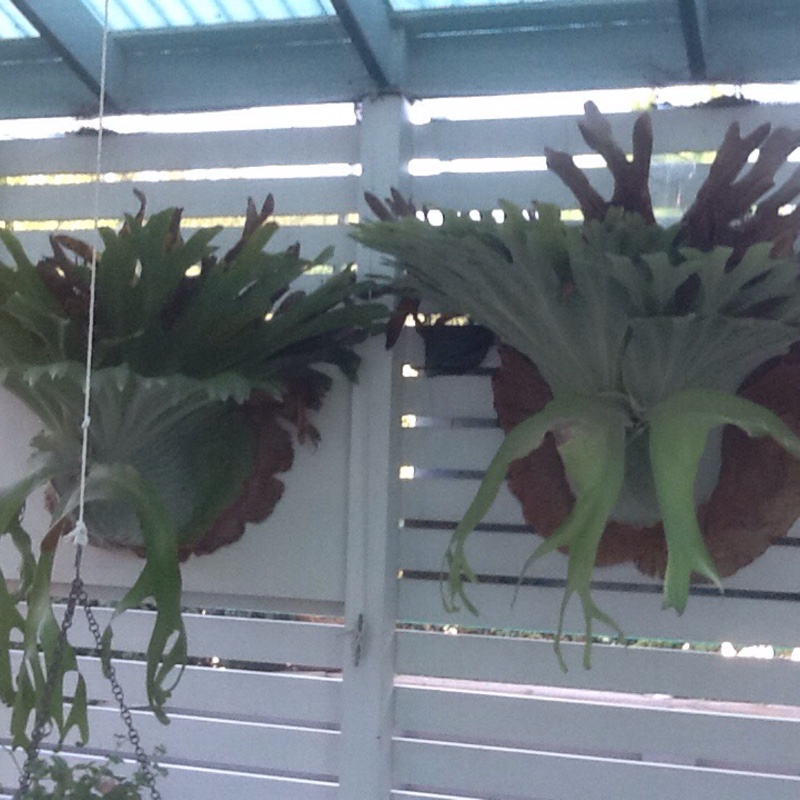 Staghorn 'giant'