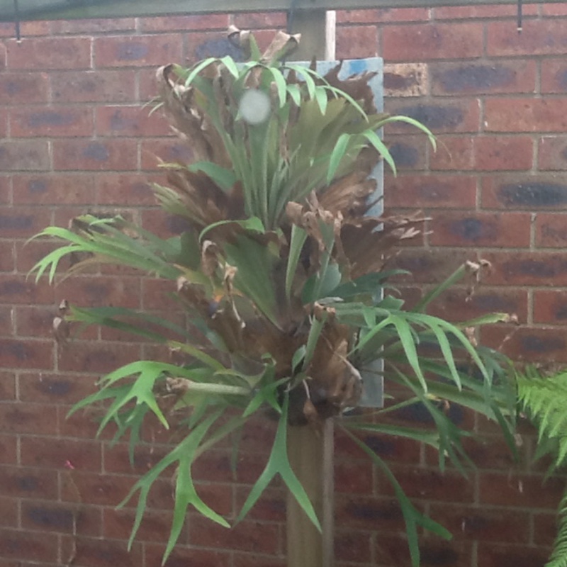 Elkhorn Fern