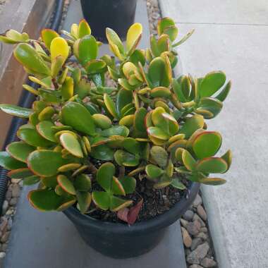 Hummel's Sunset Jade