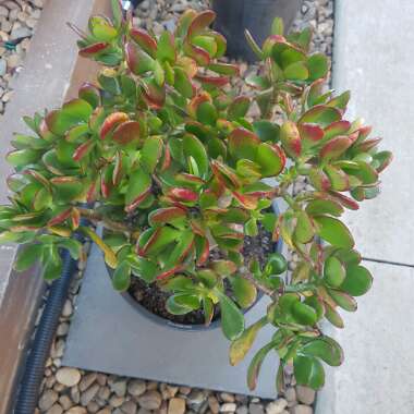 Crassula 'Harbour Lights'
