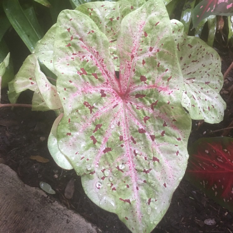 Plant image Caladium hortulanum 'Pink Cloud'