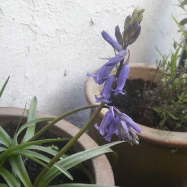 Natalie's garden