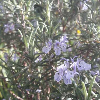 Rosemary 'Miss Jessopp's Upright'