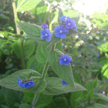 Green Alkanet