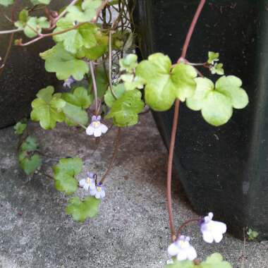 Ivy-leaved Toadflax