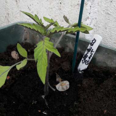 Tomato 'Orenburg Giant' (Beefsteak Tomato)