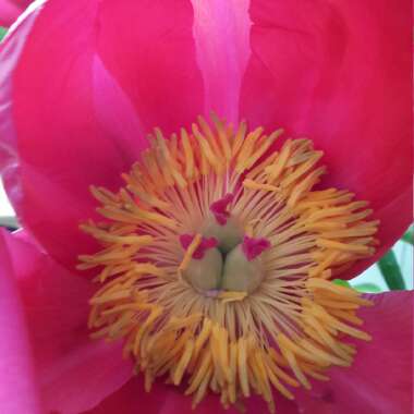 Peony
