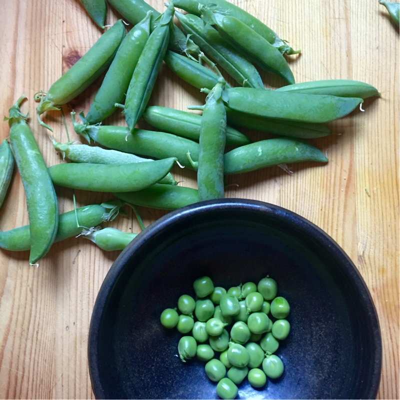 Pea 'Rondo'