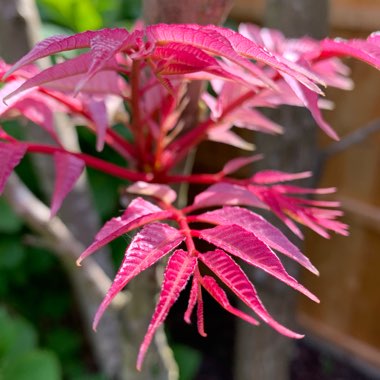 Toona sinensis Flamingo