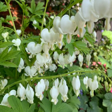 Lamprocapnos spectabilis 'Alba' syn. Dicentra spectabilis 'Alba'
