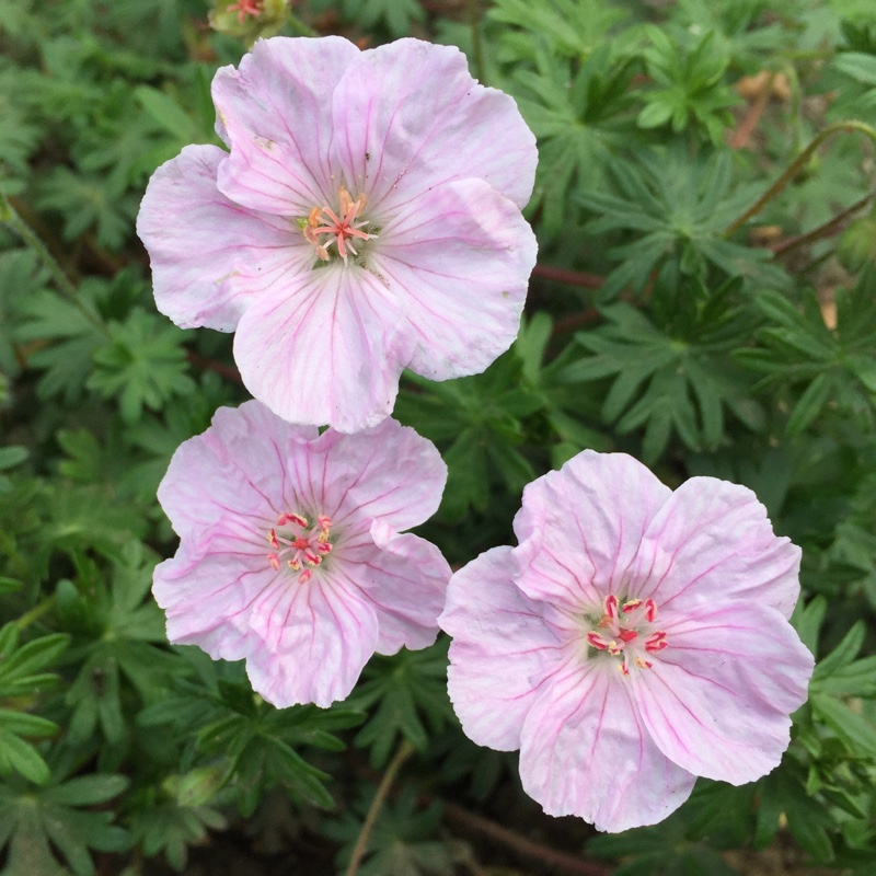 Geranium sanguineum var. striatum syn. Geranium lancastriense, Striped ...