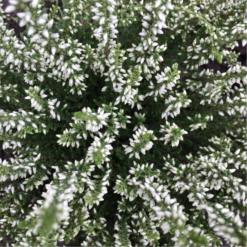 plant image 10397