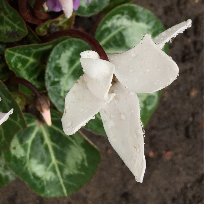 Plant image Cyclamen 'Halios Pure White' (Halios Series)