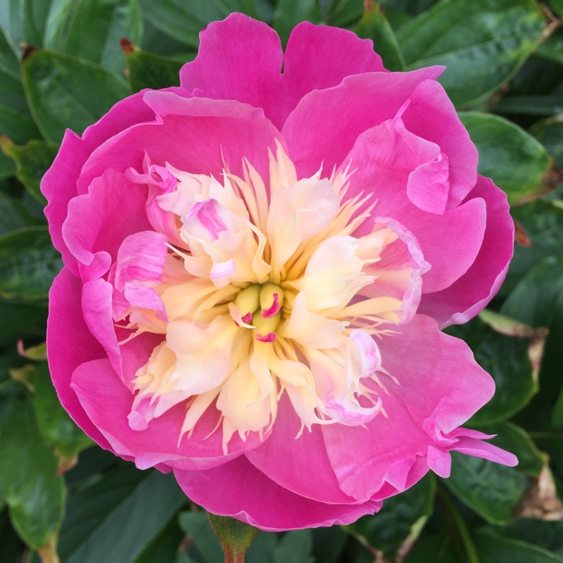 Paeonia lactiflora 'Bowl of Beauty'