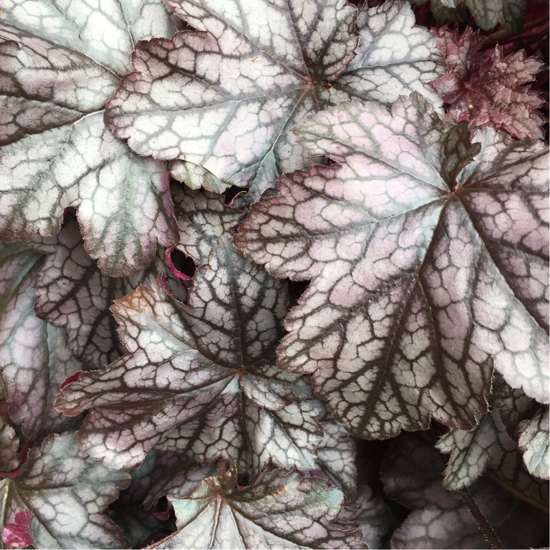 plant image 111239