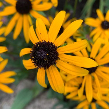 Rudbeckia fulgida var. sullivantii 'Little Goldstar'