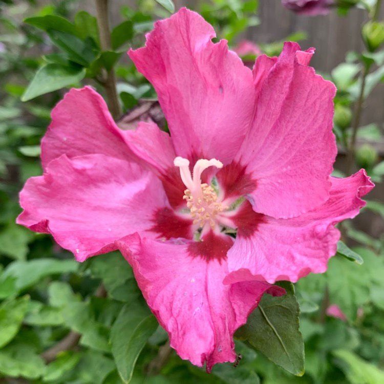 plant image 1151612
