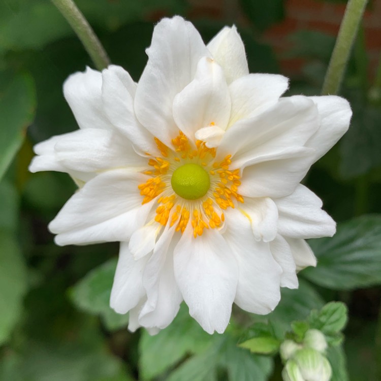 plant image 1162764