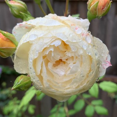 Rosa 'Ausprior' syn. Rosa 'Claire Austin'