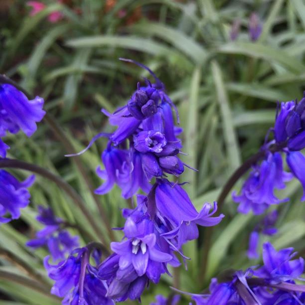 plant image 1177 plant image 1177