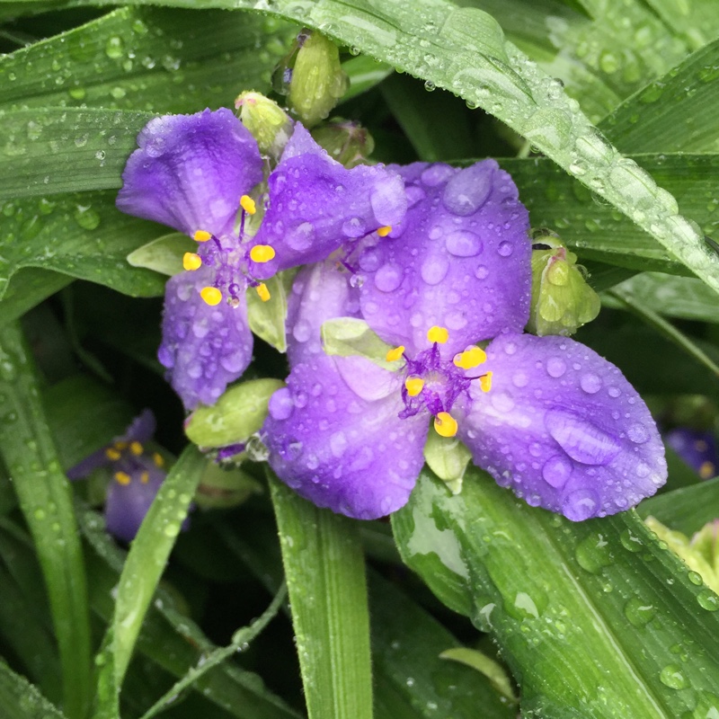 plant image 118840 plant image 118840