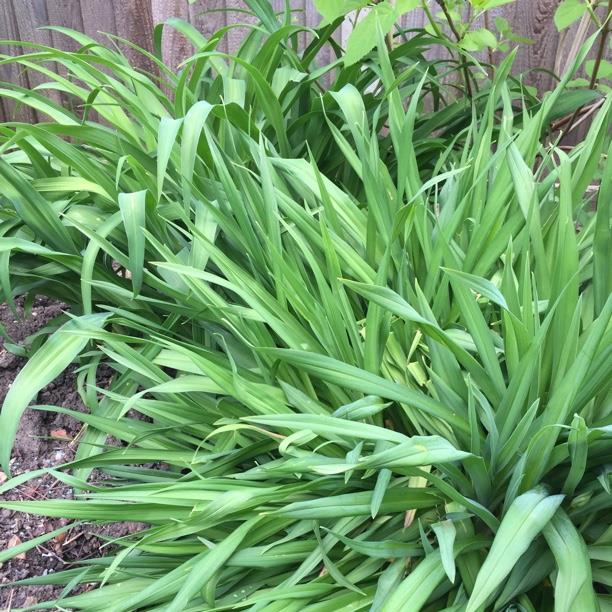 plant image 1215