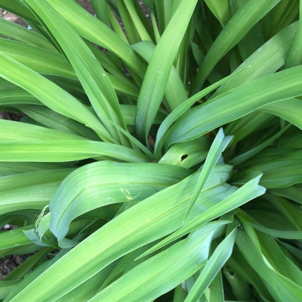 plant image 1216