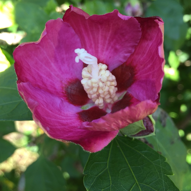 plant image 12230