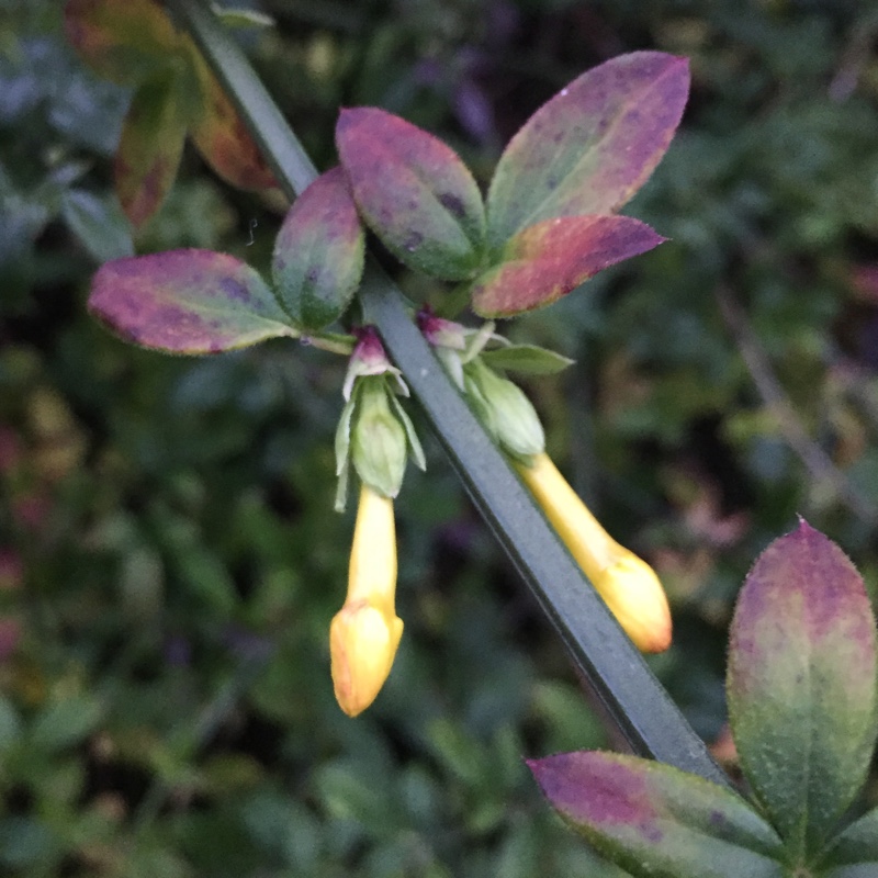 plant image 12393