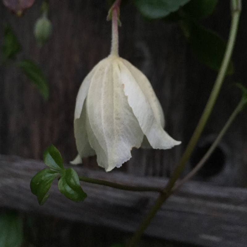 plant image 12498 plant image 12498