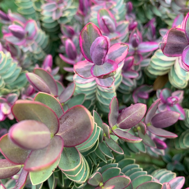 Plant image Hebe