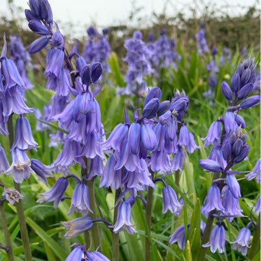 Hyacinthoides x massartiana