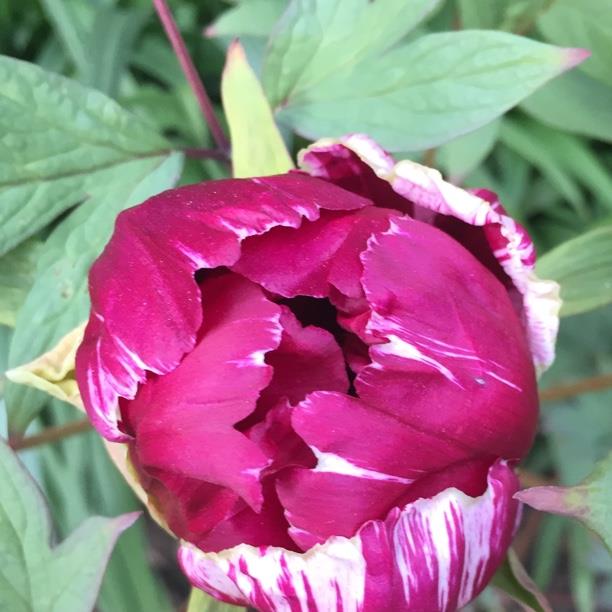 plant image 1278 plant image 1278