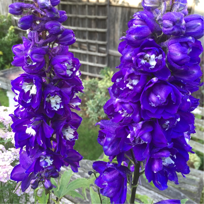 Delphinium 'purple passion', Delphinium 'purple passion ...