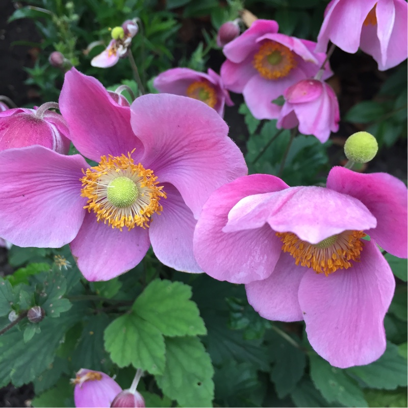 Anemone Hupehensis var. japonica 'Splendens', Japanese Anemone