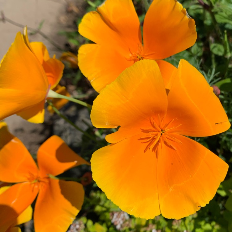 plant image 1359805