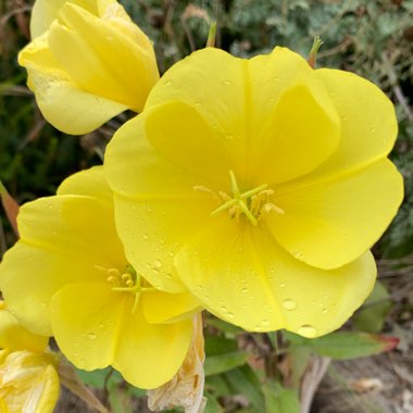 Oenothera