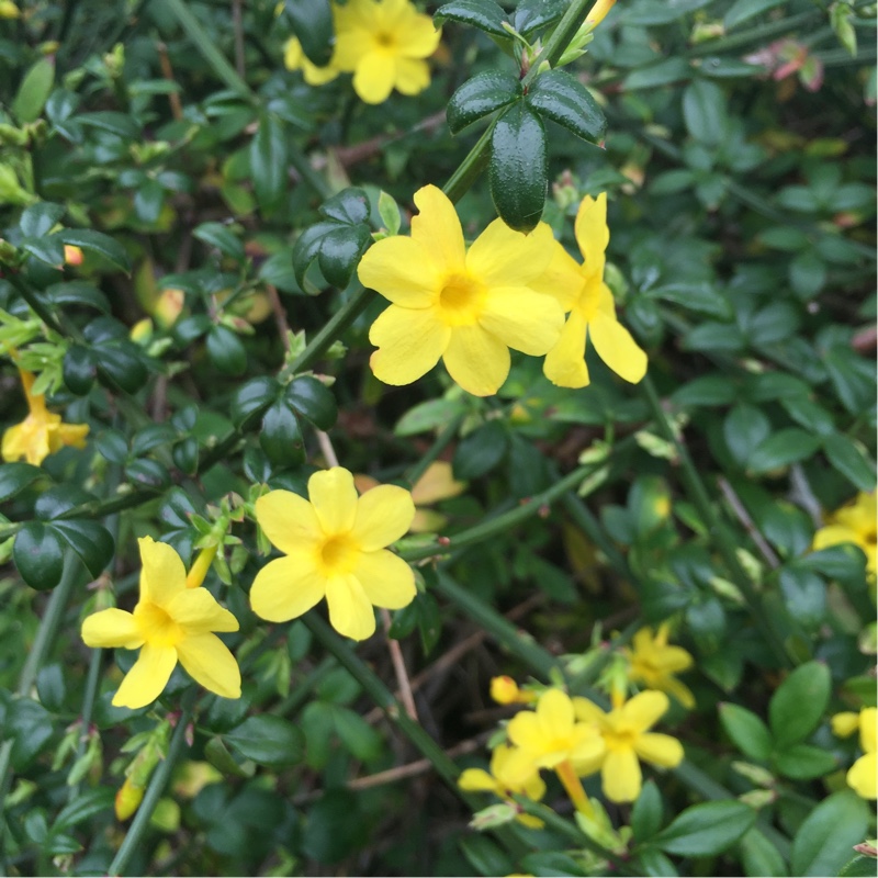 plant image 14222