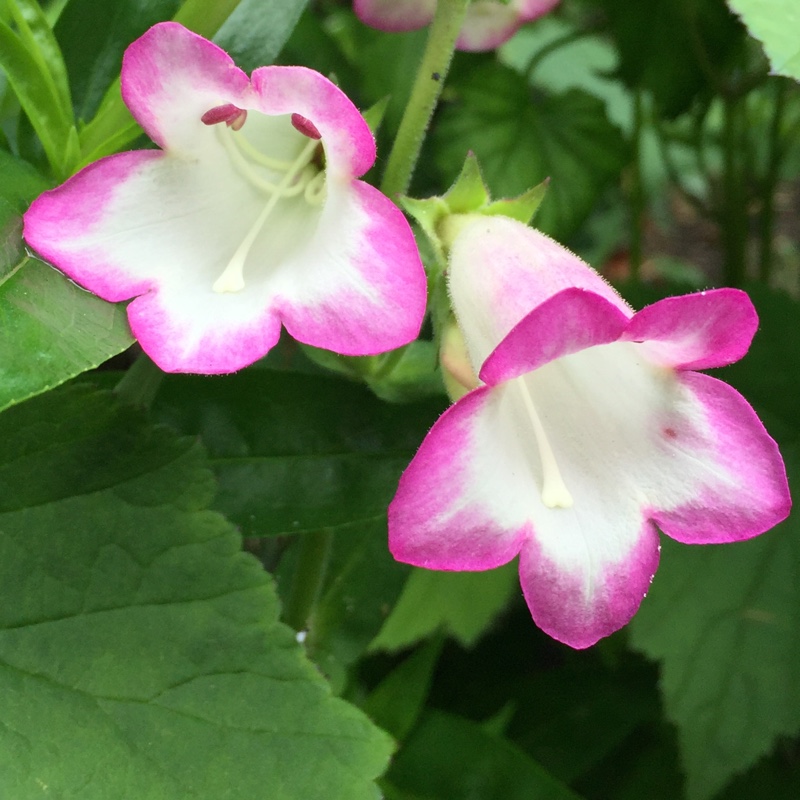 plant image 142671