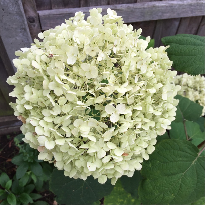 Hydrangea arborescens 'Annabelle'