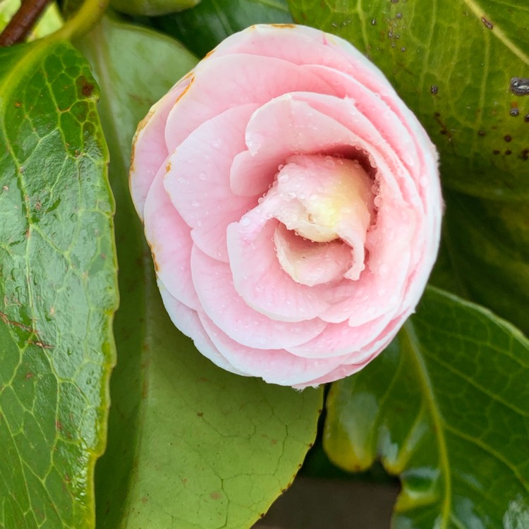 plant image 1442110